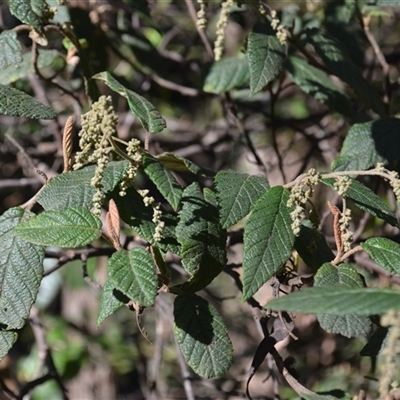 Pomaderris aspera (Hazel Pomaderris) at Bemboka, NSW - 17 Sep 2024 by plants