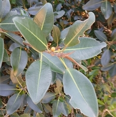 Ficus rubiginosa (Port Jackson or Rusty Fig) at Stony Creek, NSW - 18 Sep 2024 by plants