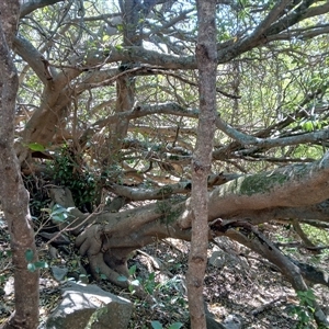 Ficus rubiginosa at Stony Creek, NSW - 18 Sep 2024