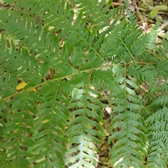 Pteris tremula (Tender Brake) at Stony Creek, NSW - 18 Sep 2024 by plants