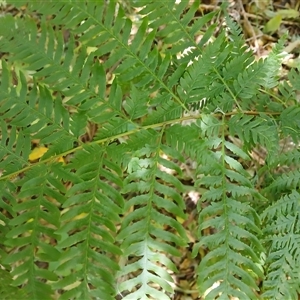 Pteris tremula at Stony Creek, NSW - 18 Sep 2024