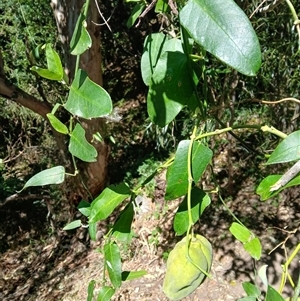 Araujia sericifera at Stony Creek, NSW - 18 Sep 2024