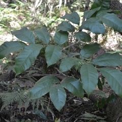 Alectryon subcinereus (Native Rambutan) at Nelson, NSW - 17 Sep 2024 by plants