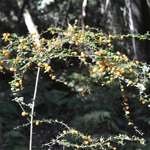 Pittosporum multiflorum at Nelson, NSW - 18 Sep 2024