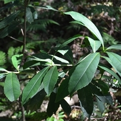 Symplocos thwaitesii (Buff Hazelwood) at Nelson, NSW - 17 Sep 2024 by plants