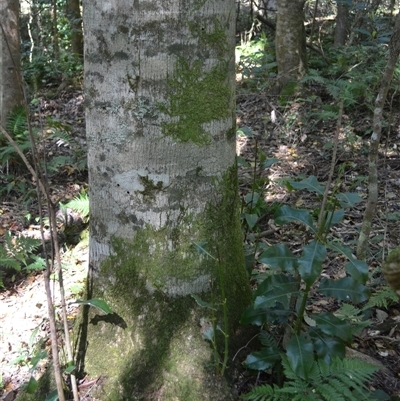 Schizomeria ovata (Crabapple) at Nelson, NSW - 17 Sep 2024 by plants