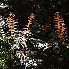 Blechnum cartilagineum (Gristle Fern) at Nelson, NSW - 17 Sep 2024 by plants