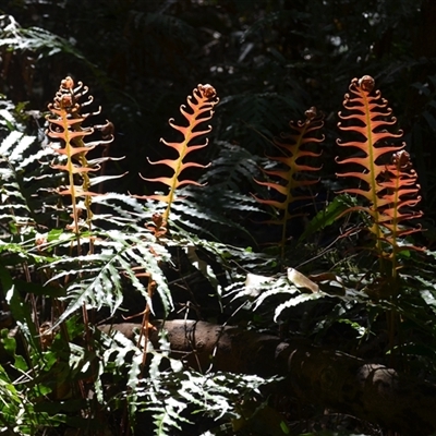 Blechnum cartilagineum (Gristle Fern) at Nelson, NSW - 17 Sep 2024 by plants