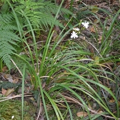 Libertia paniculata (Branching Grass-flag) at Nelson, NSW - 17 Sep 2024 by plants