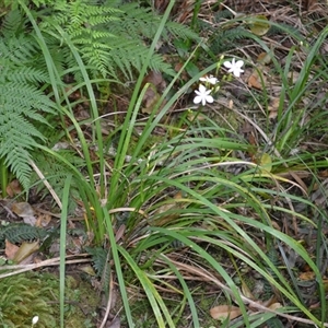 Libertia paniculata at Nelson, NSW - 18 Sep 2024