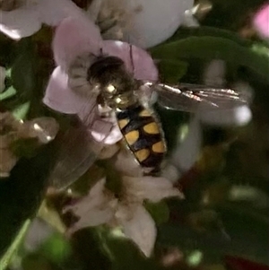 Simosyrphus grandicornis at Curtin, ACT - 22 Sep 2024