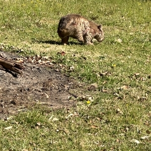 Vombatus ursinus at Kangaroo Valley, NSW - suppressed
