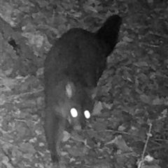 Trichosurus vulpecula (Common Brushtail Possum) at Kangaroo Valley, NSW - 23 Sep 2024 by lbradley