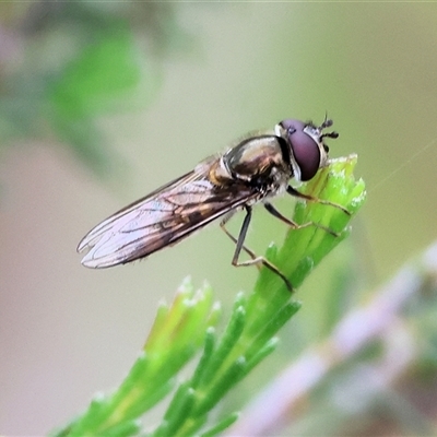 Syrphini sp. (tribe) (Unidentified syrphine hover fly) at Wodonga, VIC - 21 Sep 2024 by KylieWaldon