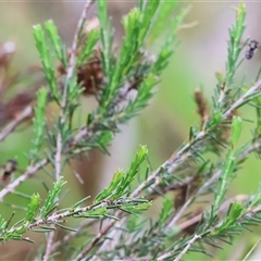 Syrphini sp. (tribe) at Wodonga, VIC - 22 Sep 2024