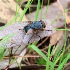 Calliphora augur (Lesser brown or Blue-bodied blowfly) at Wodonga, VIC - 21 Sep 2024 by KylieWaldon