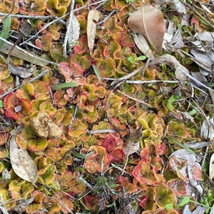 Drosera erythrorhiza at suppressed - 22 Sep 2023