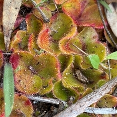 Drosera erythrorhiza at suppressed - suppressed