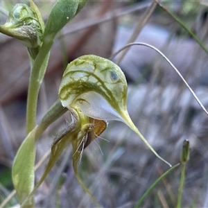 Oligochaetochilus sp. at Amelup, WA by NedJohnston