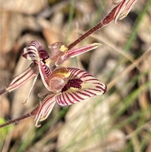 Caladenia cairnsiana at Amelup, WA - suppressed