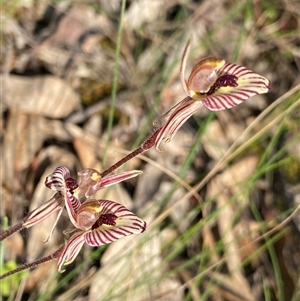 Caladenia cairnsiana at Amelup, WA - suppressed
