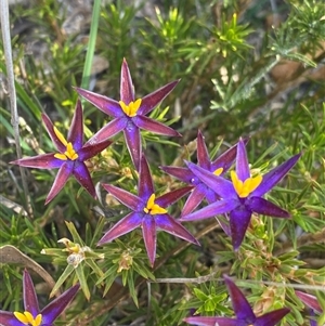 Calectasia valida (Robust Tinsel Lily) at Amelup, WA by NedJohnston