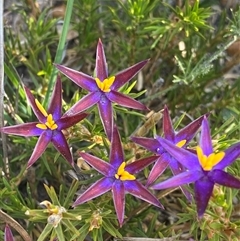 Calectasia valida at Amelup, WA - 22 Sep 2023