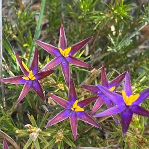 Calectasia valida at Amelup, WA - 22 Sep 2023