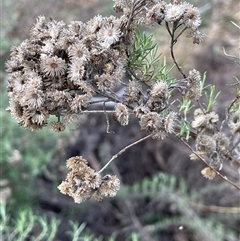 Chrysocephalum semipapposum (Clustered Everlasting) at Tarago, NSW - 3 Jul 2023 by JaneR