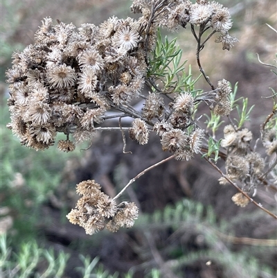 Chrysocephalum semipapposum (Clustered Everlasting) at Tarago, NSW - 3 Jul 2023 by JaneR