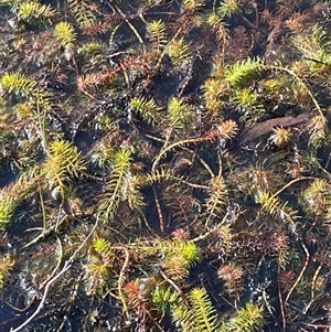 Myriophyllum sp. at Tarago, NSW - 3 Jul 2023