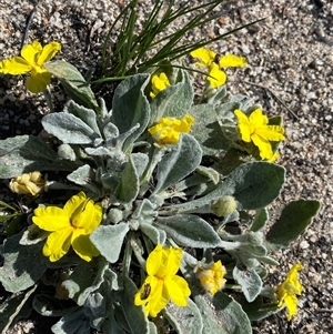 Goodenia affinis at Ravensthorpe, WA - 21 Sep 2023