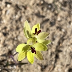 Thelymitra antennifera (Vanilla Orchid, Lemon-scented Sun Orchid) at Ravensthorpe, WA - 21 Sep 2023 by NedJohnston