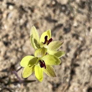 Thelymitra antennifera at Ravensthorpe, WA - 21 Sep 2023