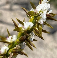 Prasophyllum sargentii at Ravensthorpe, WA - 21 Sep 2023 by NedJohnston