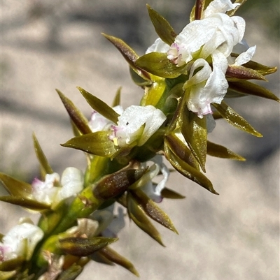 Prasophyllum sargentii at Ravensthorpe, WA - 21 Sep 2023 by NedJohnston