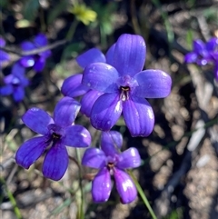 Elythranthera brunonis (Purple Enamel Orchid) at Ravensthorpe, WA - 21 Sep 2023 by NedJohnston