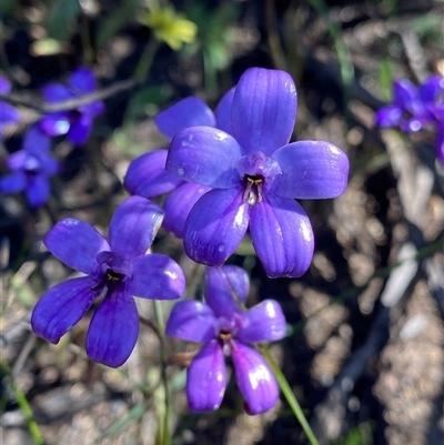 Elythranthera brunonis (Purple Enamel Orchid) at Ravensthorpe, WA - 21 Sep 2023 by NedJohnston