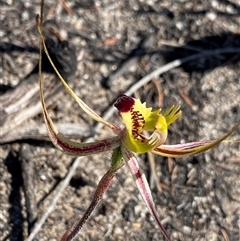 Caladenia attingens at Ravensthorpe, WA - 21 Sep 2023 by NedJohnston