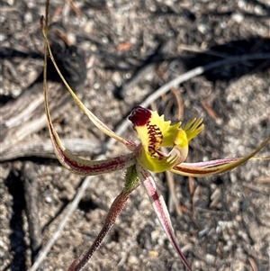 Caladenia sp. at Ravensthorpe, WA by NedJohnston