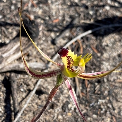 Caladenia attingens at Ravensthorpe, WA - 21 Sep 2023 by NedJohnston