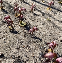 Pyrorchis nigricans (Red Beaks) at Ravensthorpe, WA - 21 Sep 2023 by NedJohnston