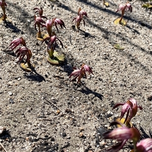 Pyrorchis nigricans at Ravensthorpe, WA - suppressed