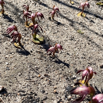 Pyrorchis nigricans (Red Beaks) at Ravensthorpe, WA - 21 Sep 2023 by NedJohnston