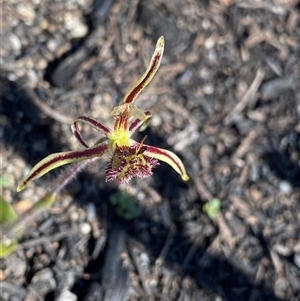 Caladenia barbarossa at Ravensthorpe, WA - suppressed