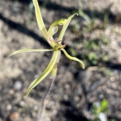 Caladenia barbarossa at Ravensthorpe, WA - suppressed