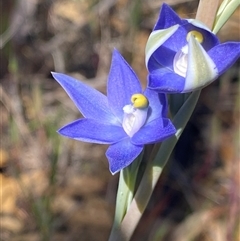 Thelymitra graminea (Shy Sun Orchid) at Jacup, WA - 21 Sep 2023 by NedJohnston