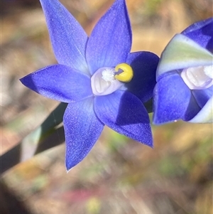 Thelymitra graminea at Jacup, WA - 21 Sep 2023