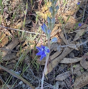 Thelymitra graminea at Jacup, WA - 21 Sep 2023