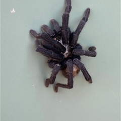 Idiommata sp. (genus) (Brush-footed Trapdoor) by NedJohnston